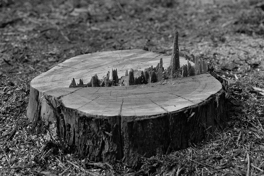 Francisco Mata Rosas Photography Metaphor of urban ecocide - Francisco Mata Rosas Photography Metaphor of urban ecocide - 5 Pieces Gallery - Contemporary Art & Photography