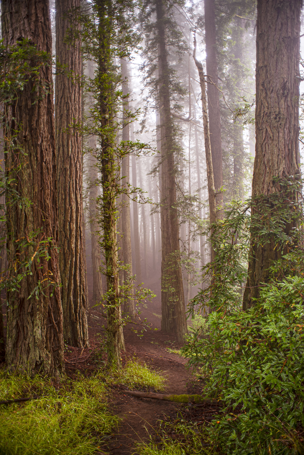 Dip Sea Trail Redwoods, 2019